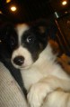 /album/fotogaleria/cachorra-lady-lou-15jpg-jpg/